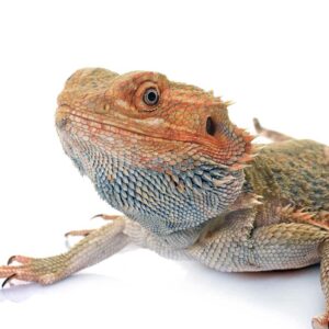 bearded-dragons-in-studio-2021-08-26-17-35-38-utc-300x300 Tiny Dog Affordable Pet Supplies - Affordable Pet Products is what we do.