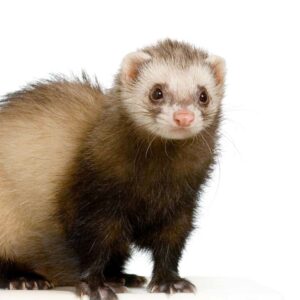 ferret-2021-08-26-17-59-57-utc-300x300 Tiny Dog Affordable Pet Supplies - Affordable Pet Products is what we do.