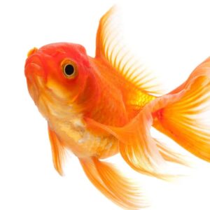 gold-fish-2021-08-26-16-35-45-utc-300x300 Tiny Dog Affordable Pet Supplies - Affordable Pet Products is what we do.