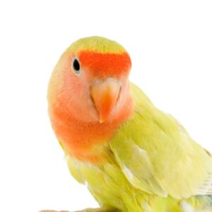 love-bird-2021-08-26-17-59-58-utc-300x300 Tiny Dog Affordable Pet Supplies - Affordable Pet Products is what we do.