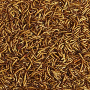 kt94568m__3-300x300 Kaytee Mealworms Wild Bird Food / 42 oz (6 x 7 oz) Kaytee Mealworms Wild Bird Food