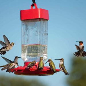 kt94589m__6-300x300 Kaytee ElectroNectar Hummingbird Nectar / 256 oz (4 x 64 oz) Kaytee ElectroNectar Hummingbird Nectar