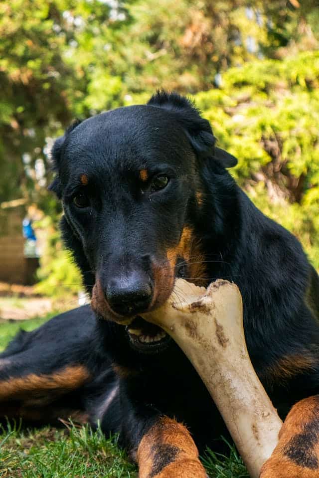blackandbrowndogchewingabone Why Chewing is Vital for Dogs: 6 Natural Reasons