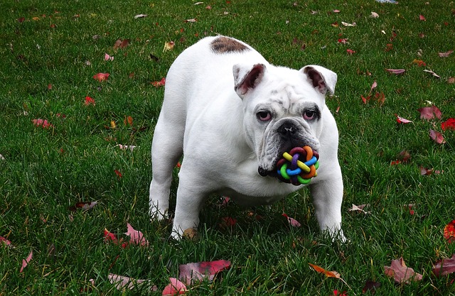 A large white and brown English Bulldog with a Ball Toy outside on the grass