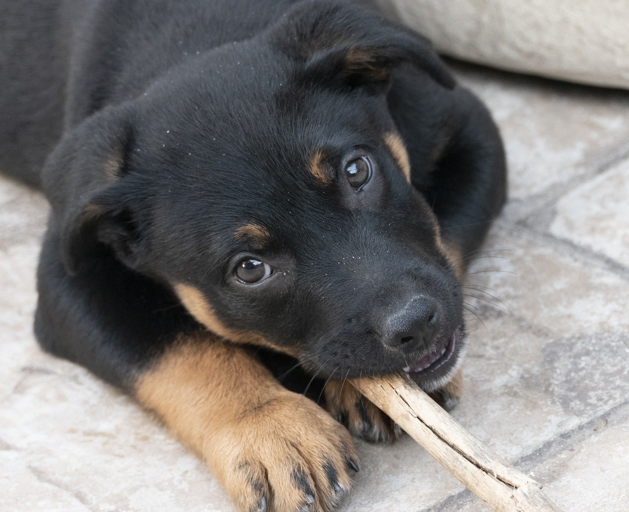 puppychewing Why Chewing is Vital for Dogs: 6 Natural Reasons