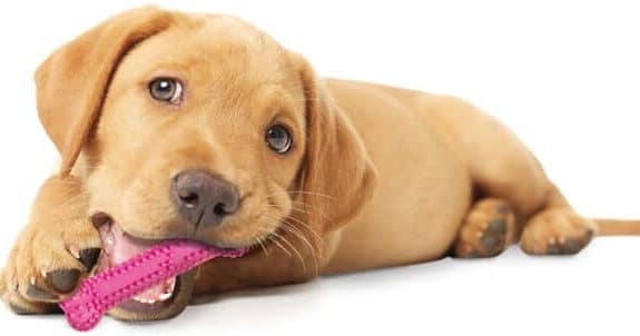puppychewingatoy Why Chewing is Vital for Dogs: 6 Natural Reasons