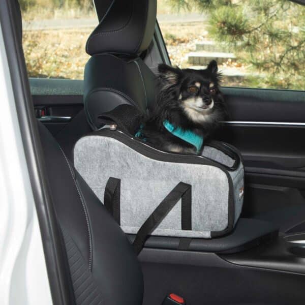 Small dog sitting in a car booster seat