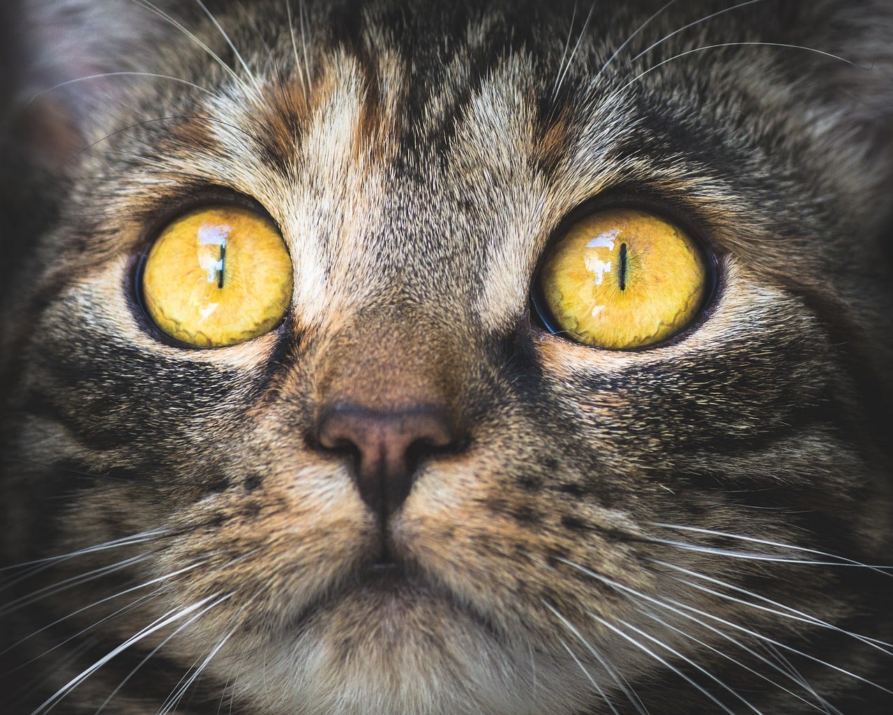 Tabby Cat with Golden Eyes Looking up