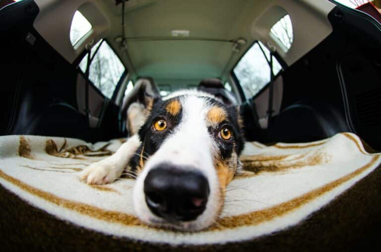 tri-colordoglayingdownincar-768x509 How to Safely Protect Your Pup in the Car: 4 Tips