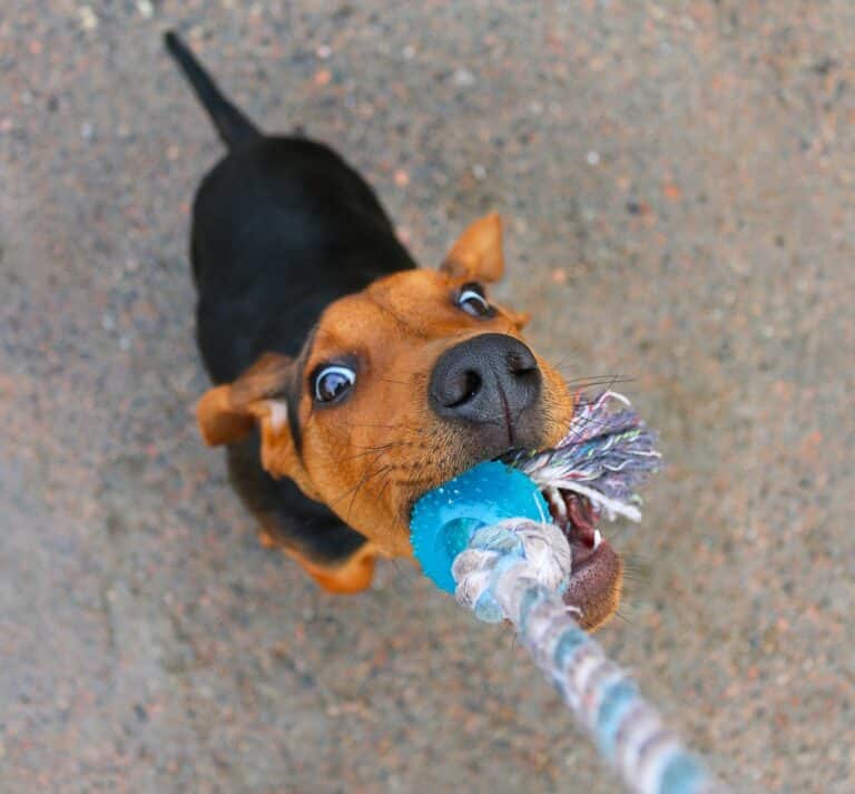 How to Properly Play Tug of War with Your Dog