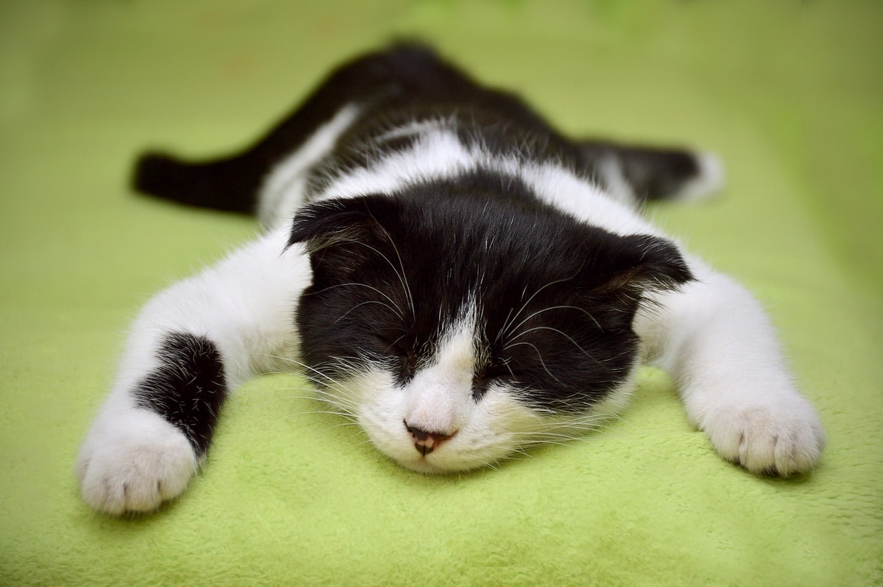 Sleeping black and white kitten on a green blanket