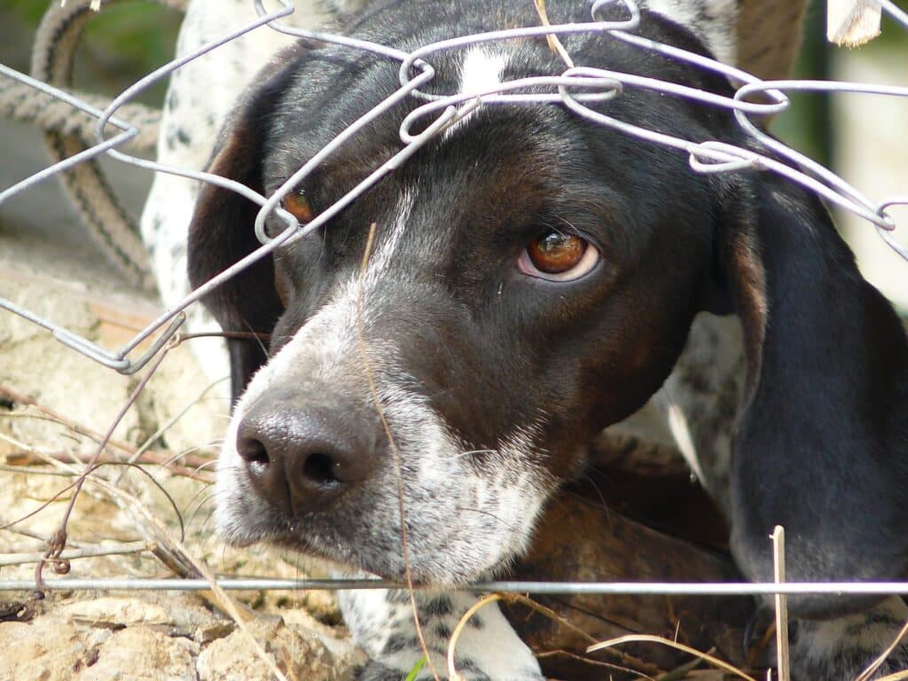 A fearful black and white dog behind a broken chain link fence