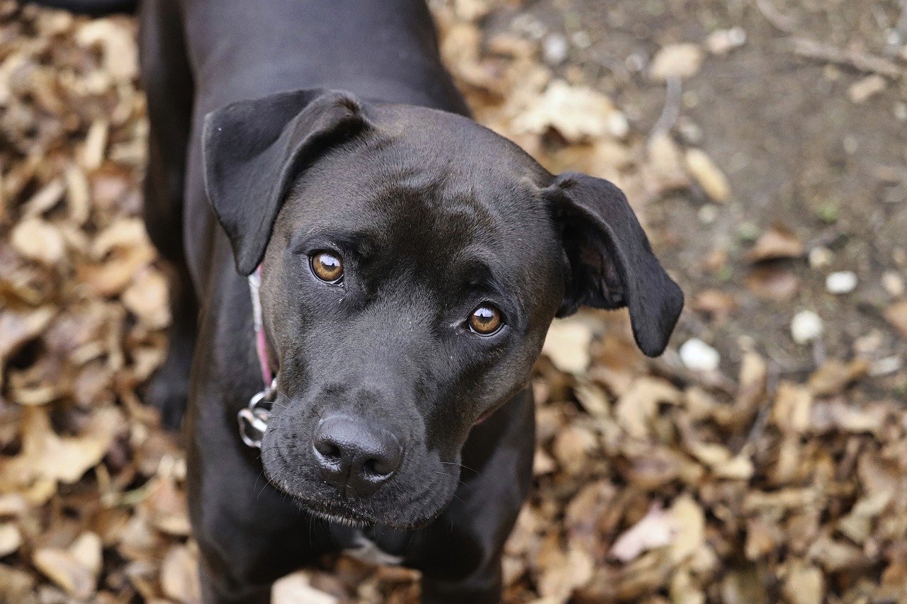 A Curious Black Dog with Big Brown Eyes Looking into the Camera