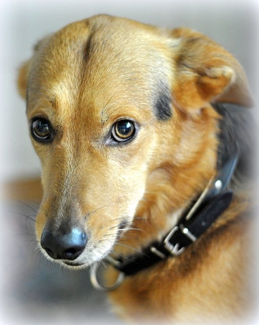 Scared brown and white dog in shelter