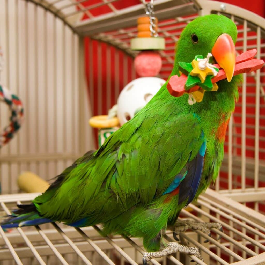 Green parrot holding a toy in his orange beak