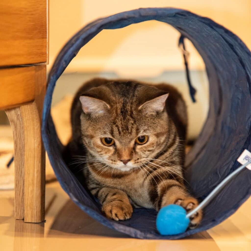 Tabby Cat Chasing a Blue Toy in a Cat tunnel