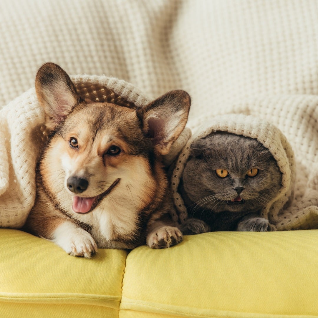 A corgi dog and gray cat laying under a white blanket together