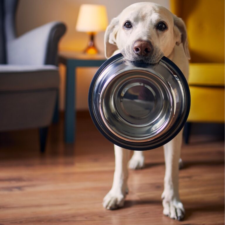 Labrador Retriever Holding His Metal Food Bowl in his mouth