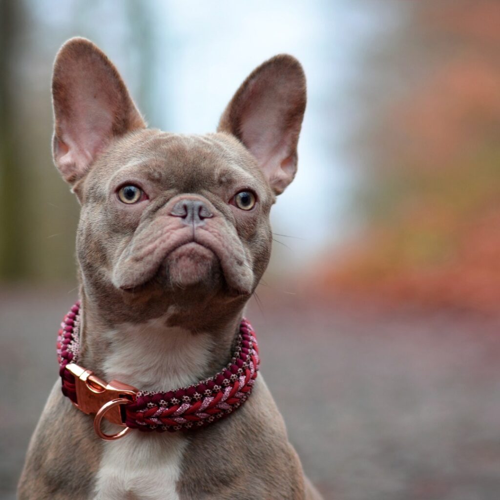 Close-up image of a French Bulldog wearing a red collar against a blurred background