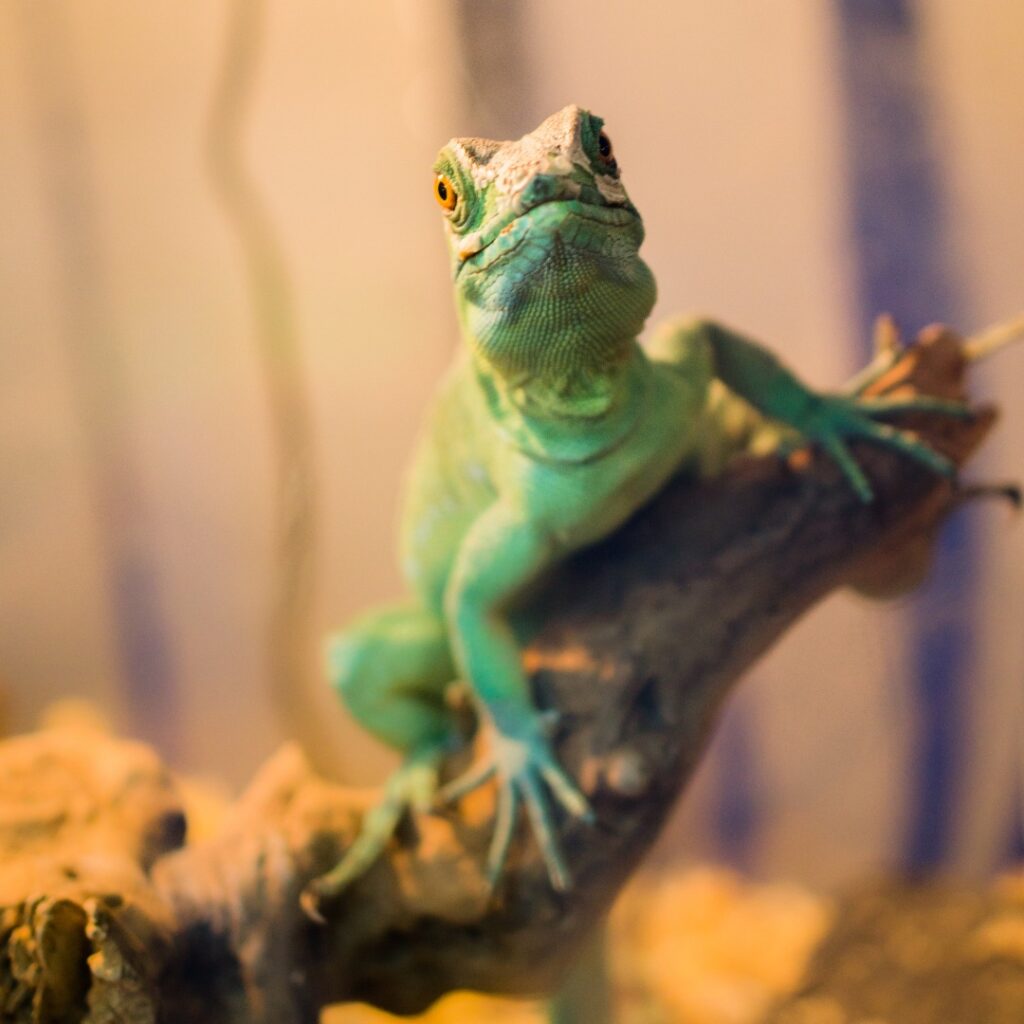 Close-up of a green Iguana sitting on a branch looking into the camera