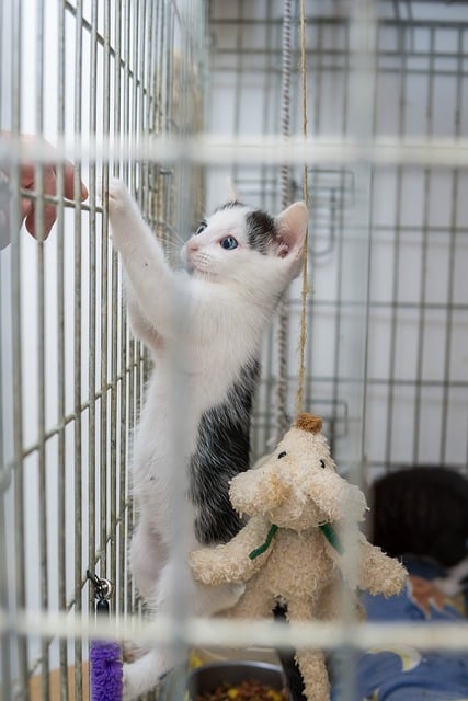 Young Black and White Kitten with Blue Eyes in a cage at a shelter