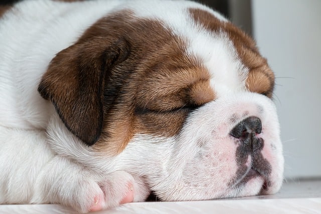 A calm sleeping puppy