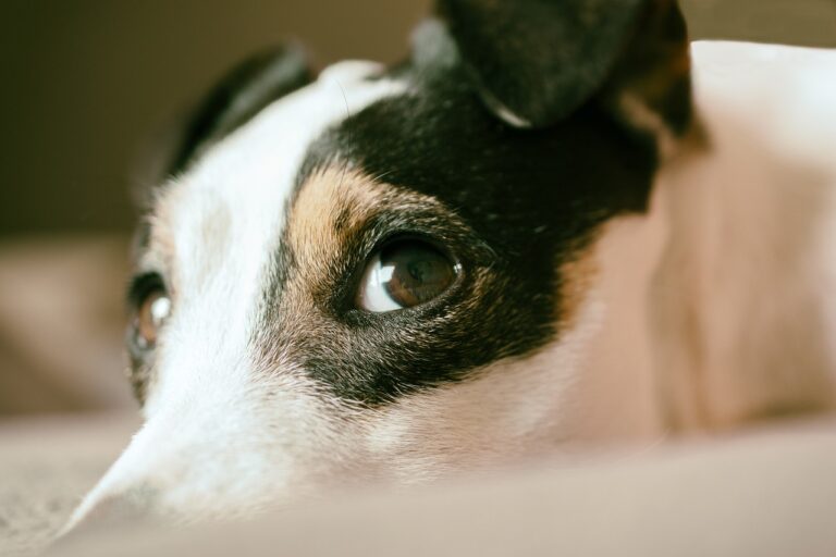 Anxious Jack Russell Dog Showing Whale Eyes