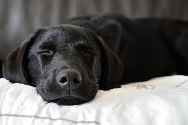 Calm and Sleeping Black Labrador